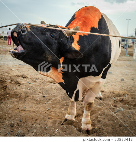 Bull fighting in Fujairah 33853412