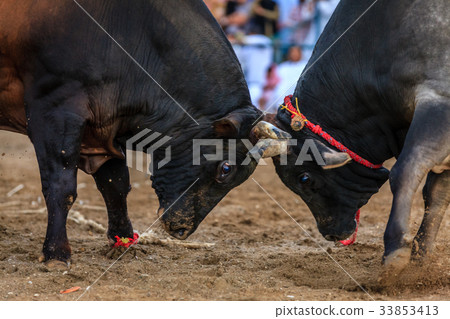 Bull fighting in Fujairah 33853413