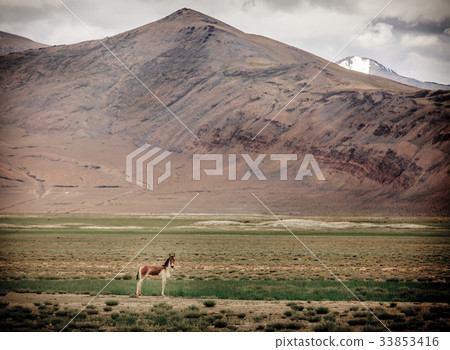 Tibetan Wild Ass 33853416