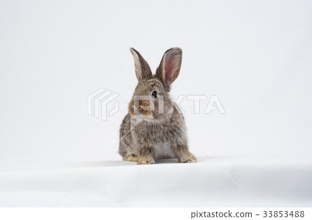 rabbit eating a carrot 33853488