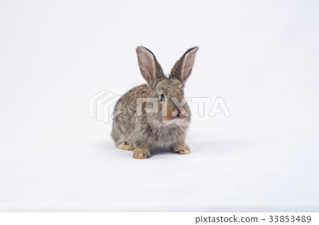 rabbit eating a carrot 33853489