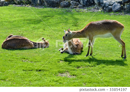 Cobe de lechwe grazing in the prairie Cobe de lechwe grazing in the prairie 33854197