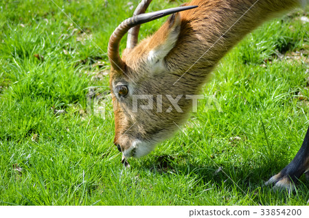 Cobe de lechwe grazing in the prairie Cobe de lechwe grazing in the prairie 33854200