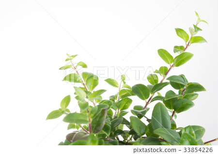 Green leaves branch isolated on white background 33854226