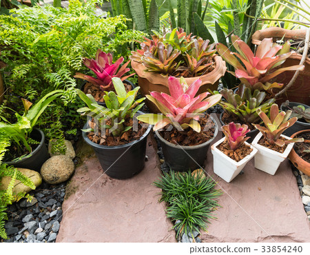 Beautiful Bromeliad in green garden outdoors Beautiful Bromeliad in green garden outdoors 33854240