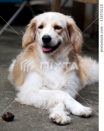 cute lovely white long hair young crossbreed dog cute lovely white long hair young crossbreed dog 33855018