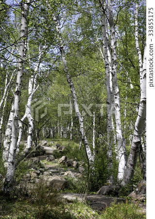 Yachiho高原白樺群 Yachiho高原白樺群 33855175