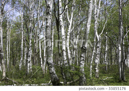 Yachiho高原白樺群 Yachiho高原白樺群 33855176