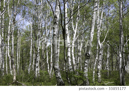 Yachiho高原白樺群 33855177