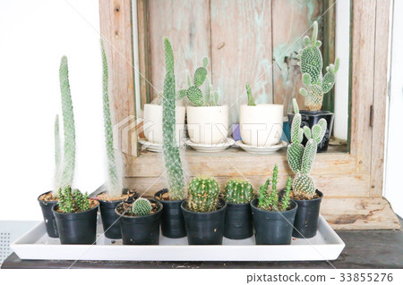 Opintia or cactus plant ,Opuntia microdays Opintia or cactus plant ,Opuntia microdays 33855276