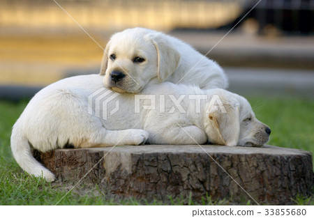Lovely Labrador Retriever puppies 33855680