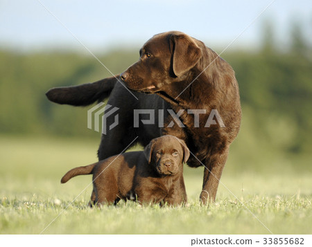 Lovely Labrador Retriever puppies 33855682