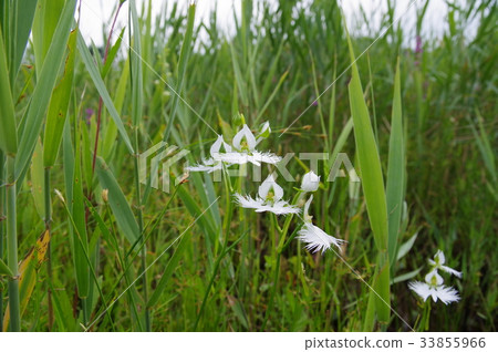 處女草 處女草 33855966