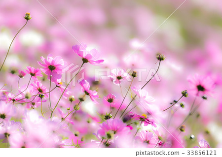 Cosmos pink Cosmos pink 33856121
