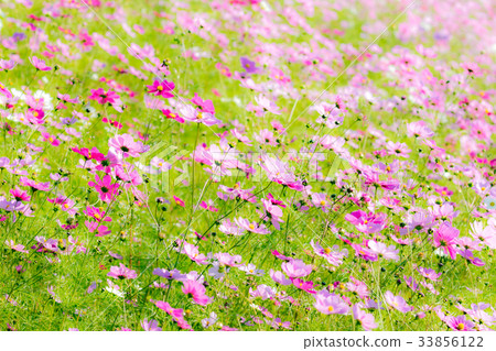 Cosmos field Cosmos field 33856122