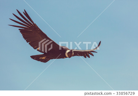 Condor Condor 33856729