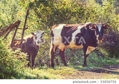 Cow 33856758