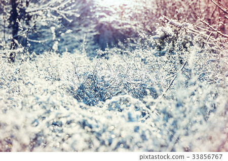 Frozen grass 33856767