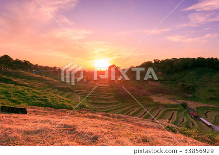 Chihaya Redsakura Village Rice terrace Evening scenery 33856929