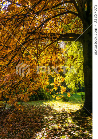 Beautiful colorful autumn. 33857075