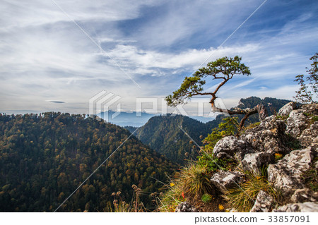 Sokolica - 500 year old pine dwarf. 33857091