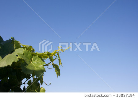 Grape leaves: Grapevine leaves Grape leaves: Grapevine leaves 33857194