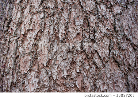 Bark of Sequoia Dendron: Bark of Giant Sequoia 33857205