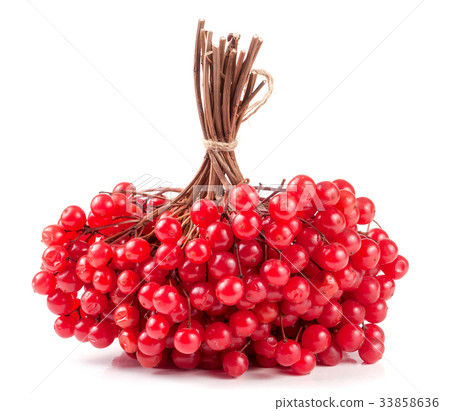 Viburnum bunch isolated on a white background 33858636