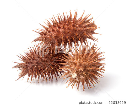 dry Xanthium strumarium isolated on white dry Xanthium strumarium isolated on white 33858639