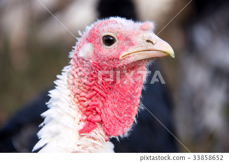 turkey graze close up in the village 33858652