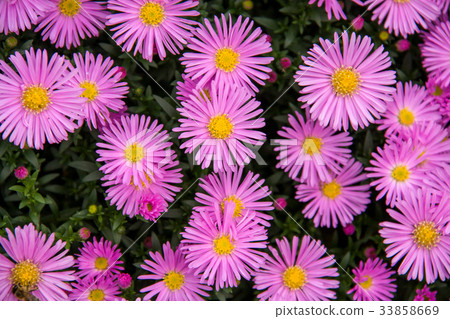 Autumn perennial aster purple on a green 33858669