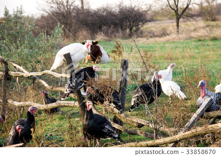 turkeys graze near a wooden fence in the village 33858670