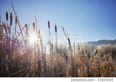 Dry reed at sunrise against the sun. 33859195