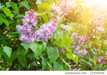 Branch of lilac flowers Branch of lilac flowers 33859294