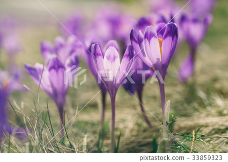 Spring crocus flowers Spring crocus flowers 33859323