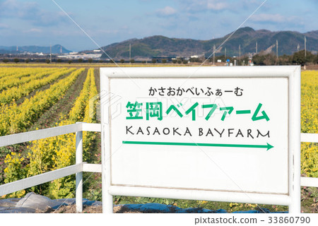 Sasaoka Bay Farm Rape Flower Sasaoka Bay Farm Rape Flower 33860790