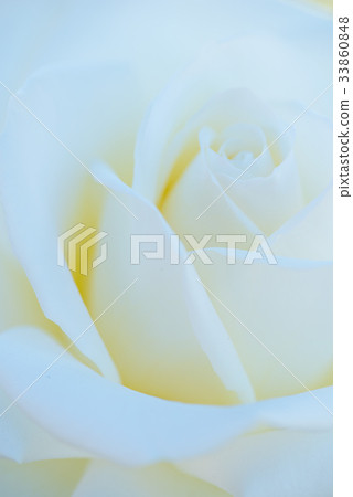 玫瑰 玫瑰 33860848