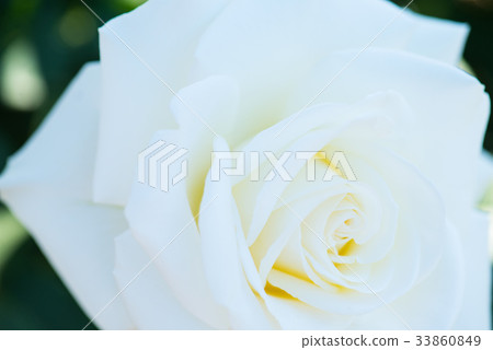 玫瑰 玫瑰 33860849