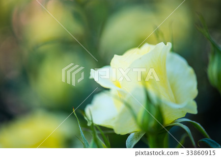 玫瑰 玫瑰 33860915