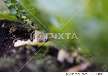 蘿蔔收穫菜園領域 蘿蔔收穫菜園領域 33860916