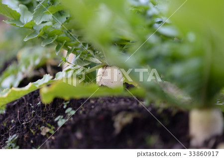 蘿蔔收穫菜園領域 蘿蔔收穫菜園領域 33860917