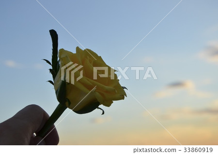 玫瑰 玫瑰花 禮物 33860919