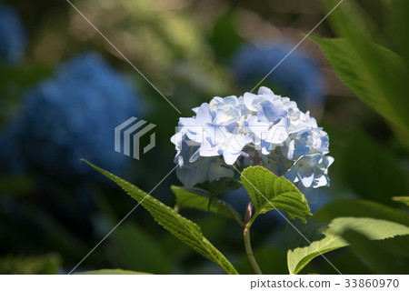 繡球花繡球花路 繡球花繡球花路 33860970