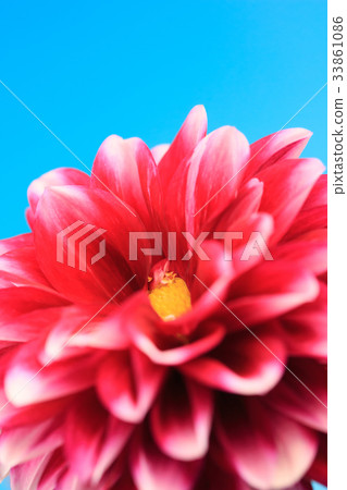 大麗花花 大麗花花 33861086