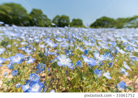 Sera高原nemophila 33861752