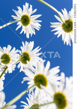 Chamomile flowers seen from the below Chamomile flowers seen from the below 33862001
