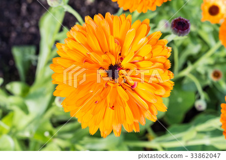 Yellow autumn chrysanthemum macro 33862047