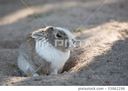 Okunojima rabbit 33862286