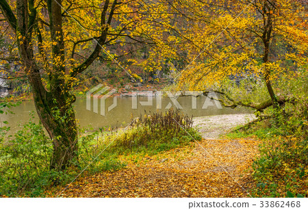 yellow trees on rocky shore of the river yellow trees on rocky shore of the river 33862468