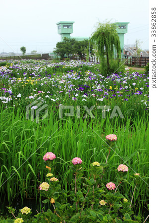 Ibaraki Prefecture Water Town Tideari Ayame Ibaraki Prefecture Water Town Tideari Ayame 33862858